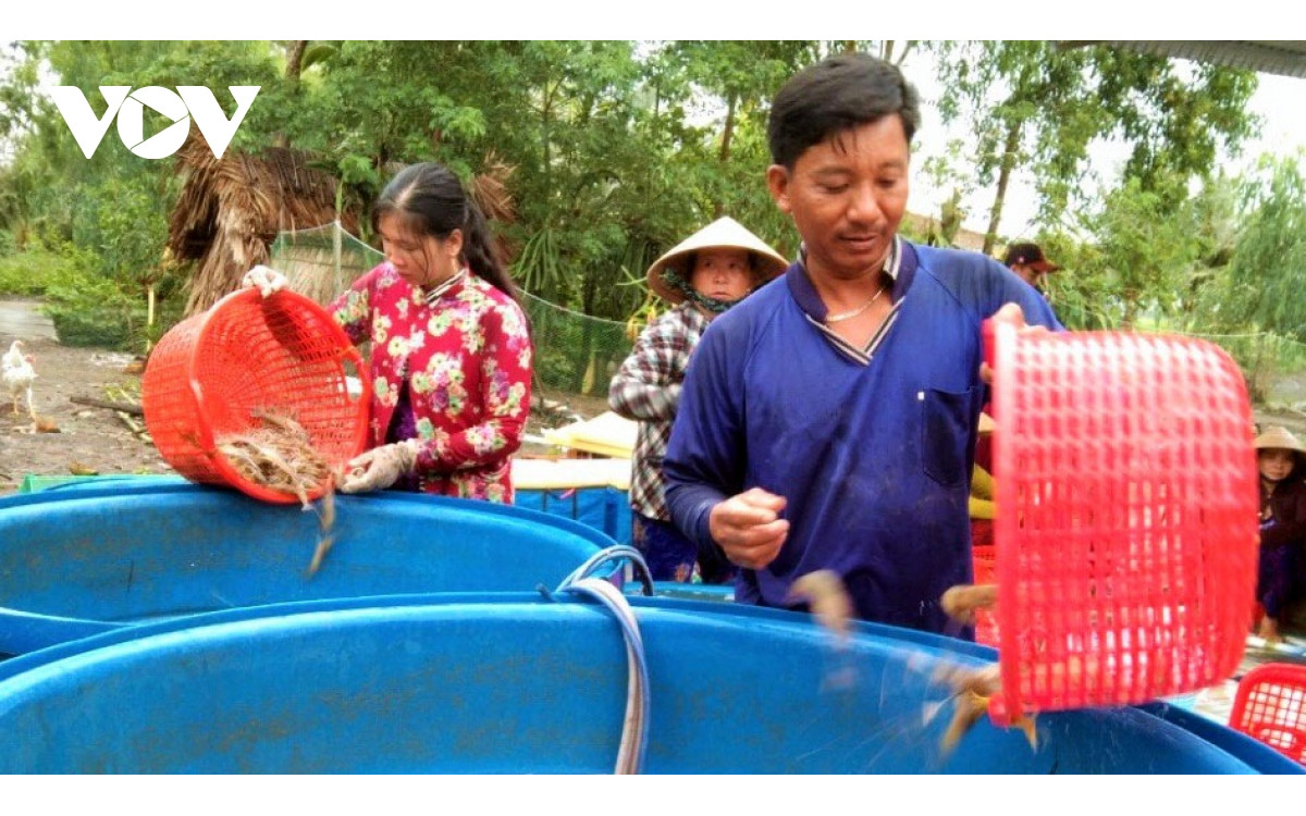 Gi&aacute; tăng trở lại, nghề nu&ocirc;i t&ocirc;m ở ĐBSCL bắt đầu khởi sắc